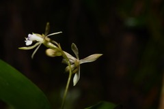Epidendrum pallidiflorum