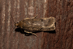 Phaeosaces apocrypta