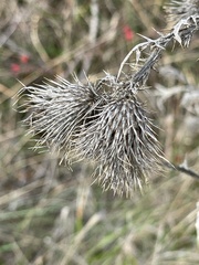 Cirsium vulgare