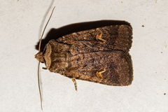 Proteuxoa tetronycha