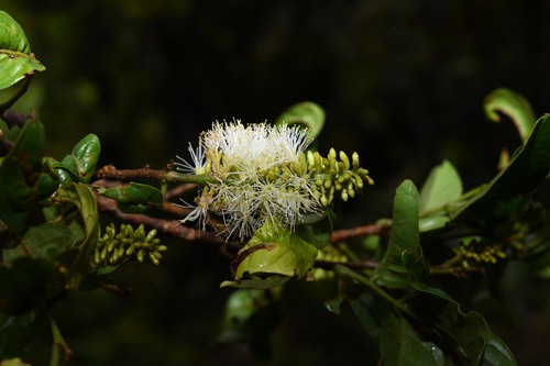 Dominica Shimbillo (Inga dominicensis)