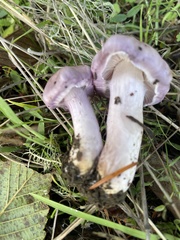 Inocybe lilacina