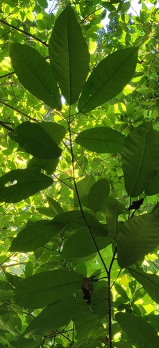 Baccaurea (Baccaurea ramiflora)