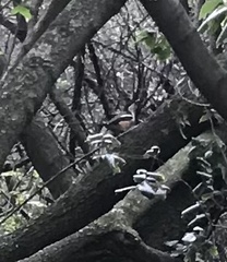 Laniarius ferrugineus