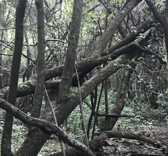 Laniarius ferrugineus