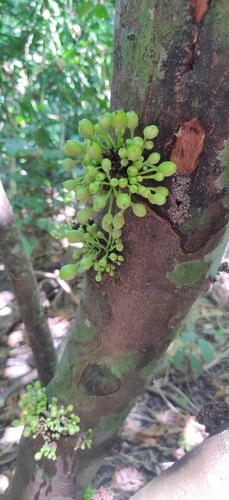 Baccaurea ramiflora, photograph 2