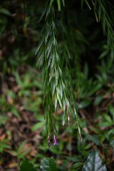 Isochilus linearis