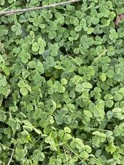Medicago arabica