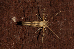 Stathmopoda plumbiflua