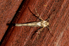 Stathmopoda plumbiflua
