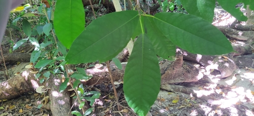 Baccaurea ramiflora, photograph 3