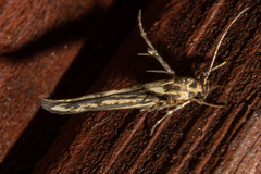 Stathmopoda plumbiflua