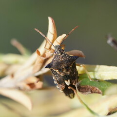 Oechalia schellenbergii