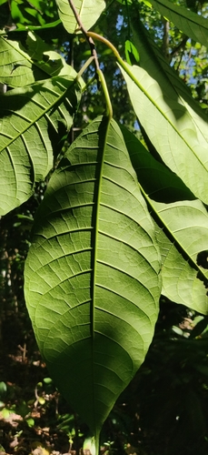 Image of Baccaurea ramiflora by (c) T R Shankar Raman, some rights reserved (CC BY)