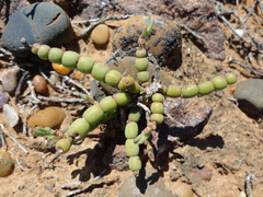 Mesembryanthemum dinteri