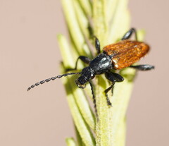 Lepturidea deplanchei