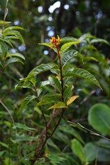 Palicourea croceoides