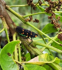 Desudaba maculata