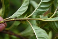 Palicourea croceoides