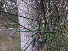 Casuarina glauca