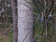 Casuarina glauca