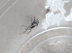 Menemerus bivittatus