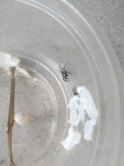 Menemerus bivittatus