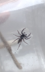 Menemerus bivittatus