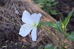 Oenothera centaurifolia