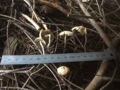 Psilocybe serbica