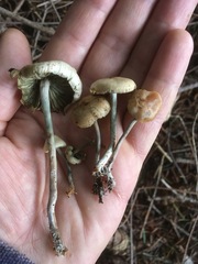 Psilocybe serbica