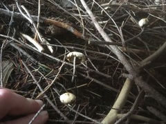 Psilocybe serbica