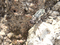 Neocicindela tuberculata