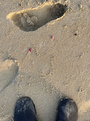 Tellinidae