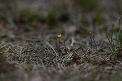 Utricularia pusilla