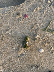 Tellinidae