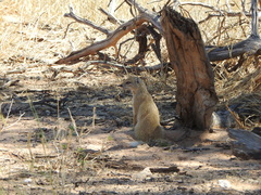 Cynictis penicillata