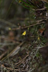 Utricularia pusilla