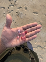 Tellinidae