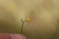 Utricularia pusilla