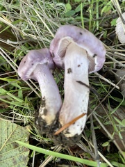 Inocybe lilacina