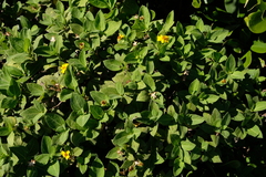 Wedelia calycina