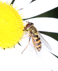 Syrphus vitripennis