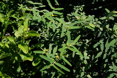 Euphorbia articulata