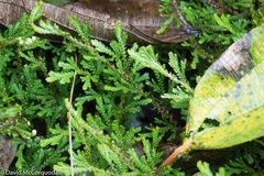 Selaginellaceae
