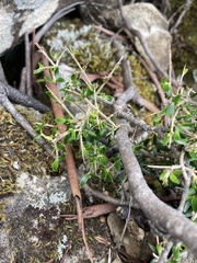 Coprosma nitida