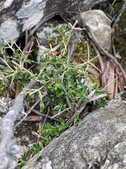 Coprosma nitida
