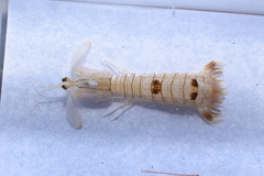 Squillidae