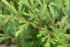 Selaginellaceae