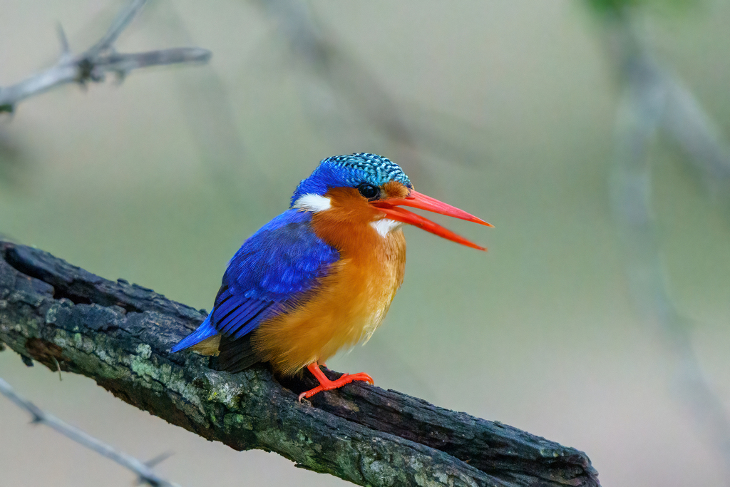 Malachite Kingfisher photo